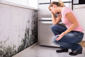 Best Mold Odor Removal Services  in West Point, MS